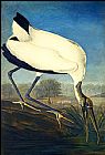 John James Audubon Famous Paintings - Wood Ibis